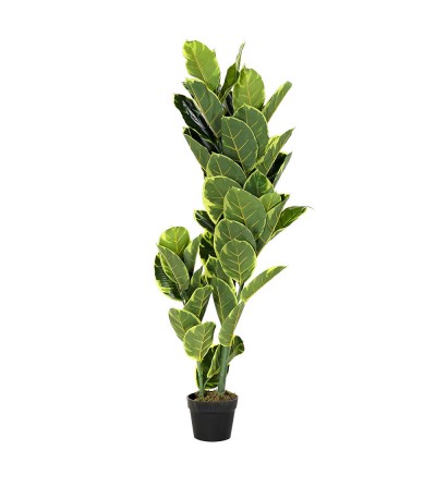 HEVEA VERDE 120CM
